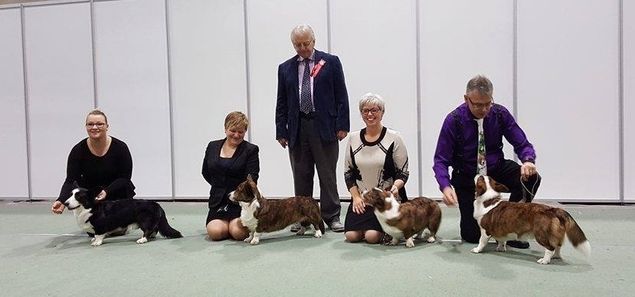 Judge Allan Taylor: A lovly quality group. All have good heads and good bone. All nice head and good bone with correct coats. A really nice group.
From left: Shepados Arthur Hastings, Shepados Hot & Gentle, Shepados Fa Li and Shepados Hot & Wise